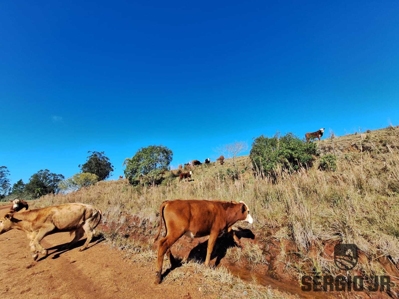 Fazenda-Sítio-Chácara, 686 hectares - Foto 27