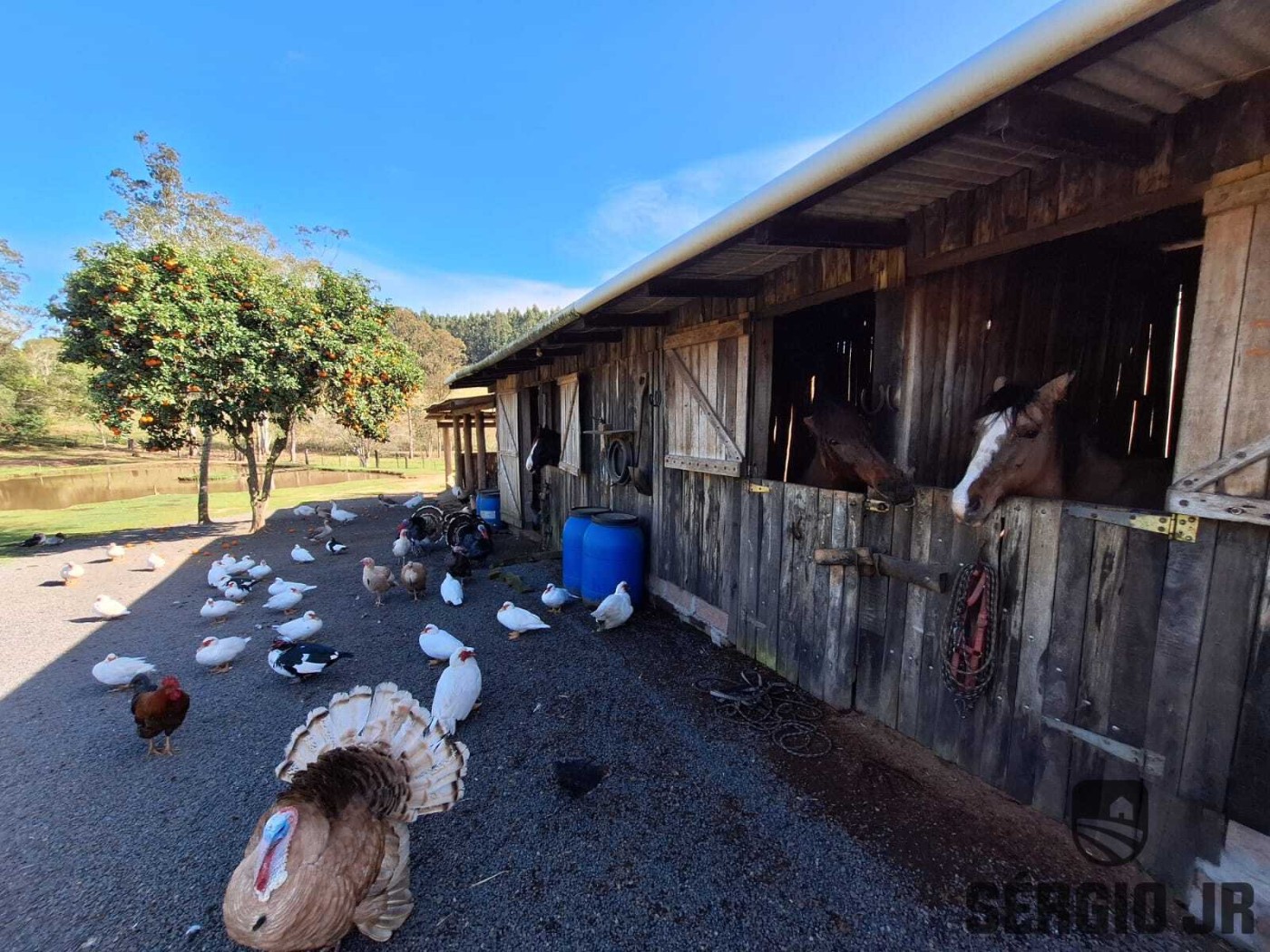 Sítio, 4 quartos, 3 hectares - Foto 21