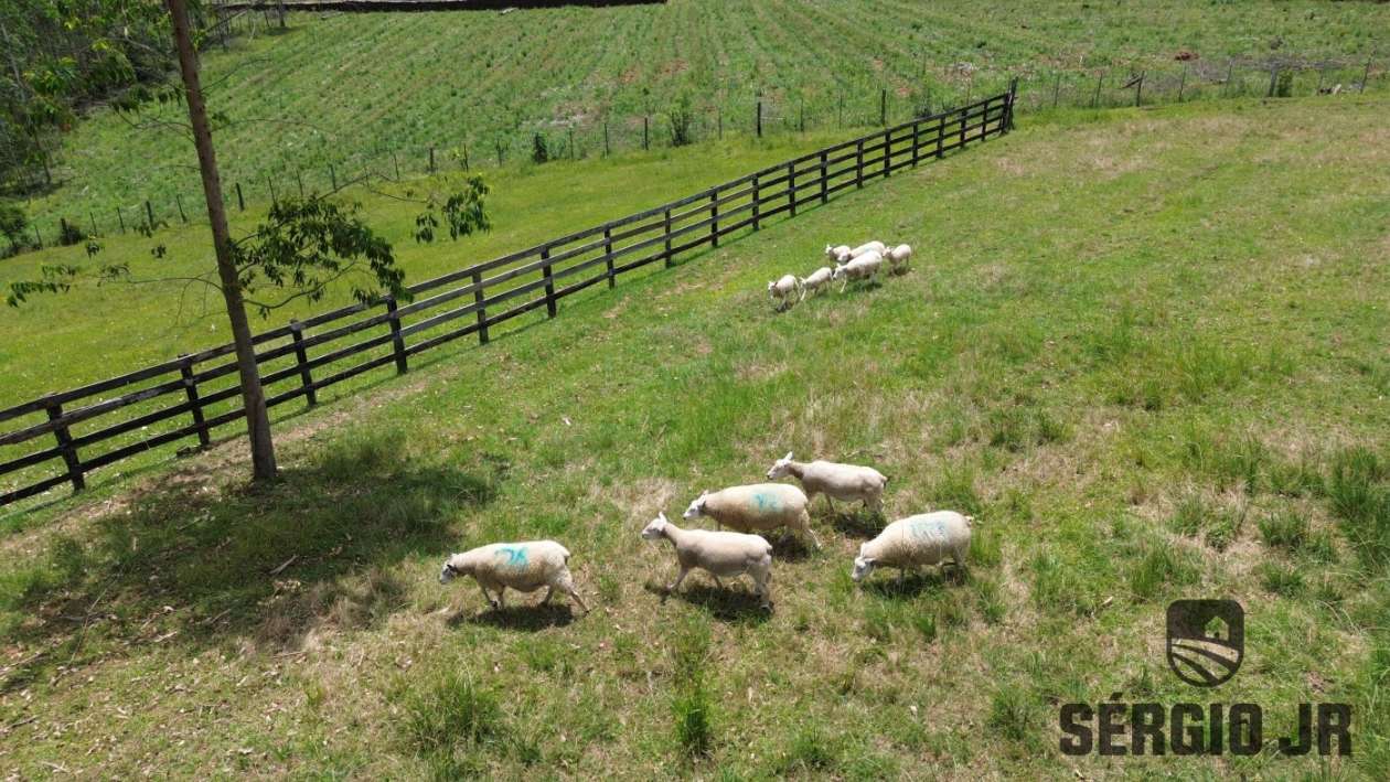 Chácara, 3 quartos, 2 hectares - Foto 9