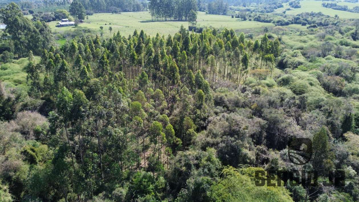 Chácara, 4 quartos, 3 hectares - Foto 5