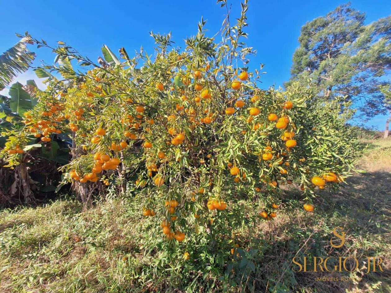 Chácara, 3 quartos, 4 hectares - Foto 44