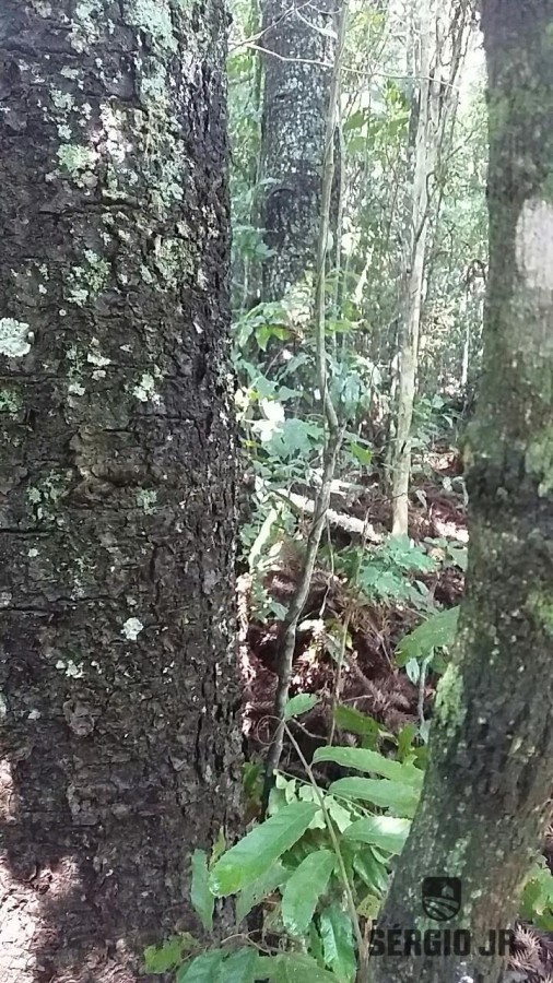 Loteamento e Condomínio, 19 hectares - Foto 11